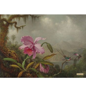 Orchids And Hummingbirds