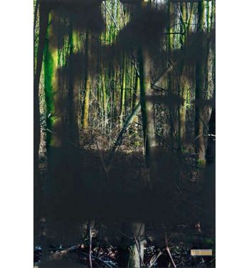 Forest II