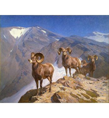 The Mountaineers Big Horn Sheep on Wilcox Pass