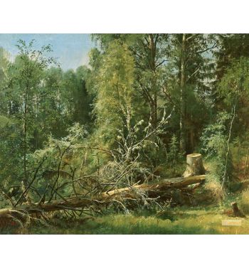 Fallen Tree 1875