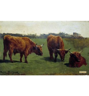 Three Studies Of A Red Beef
