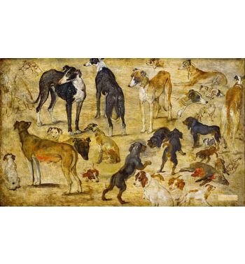 Studies Of Dogs