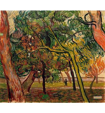 Study Of Pine Trees 