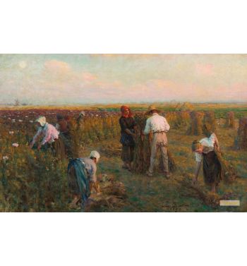 Harvesting The Oil Poppies