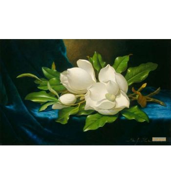 Giant Magnolias On A Blue Velvet Cloth C1890