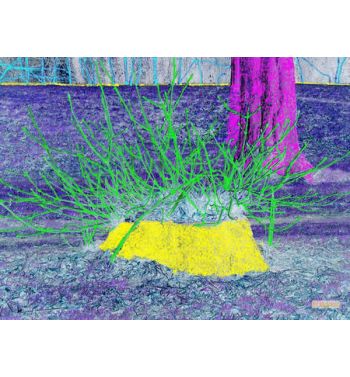 Stump Watch January 2012 3