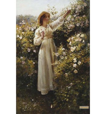Wild Rose