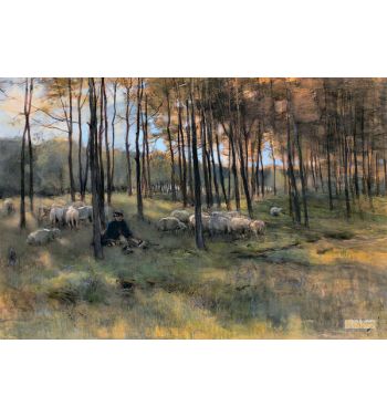 Sunlight And Shade Landscape With Birches And Sheep