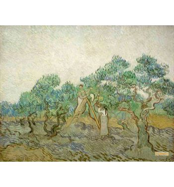 Olive Grove 8