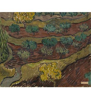 Olive Trees On A Hillside