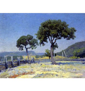 Live Oak Trees On Williams' Ranch, Bandera County