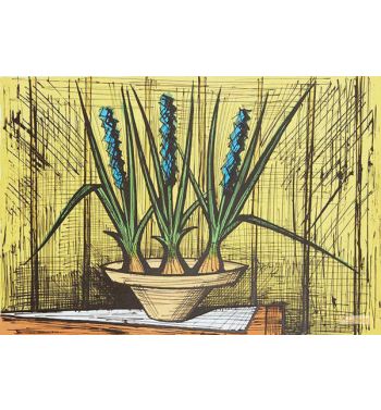 Jacinthes Bleues Dans Un Pot