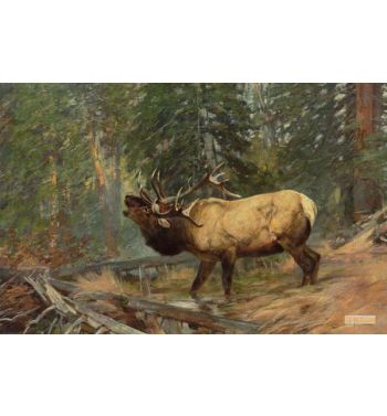 Call of the Elk