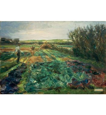 Das Kohlfeld