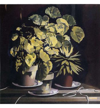 Begonias