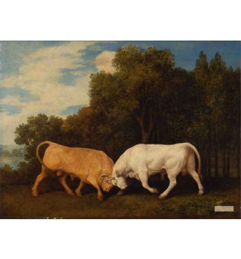 Bulls Fighting 