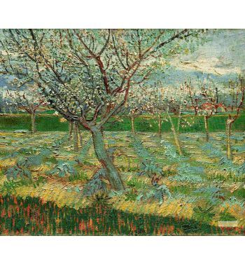 Apricot Trees In Blossom
