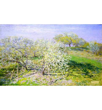 Apple Trees In Bloom