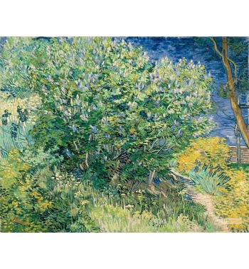 Lilac Bush