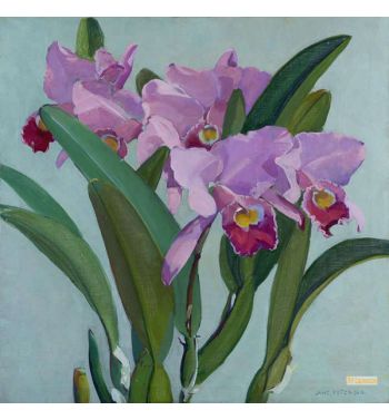 Cattleya Orchids