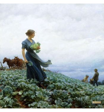 The Cabbage Field