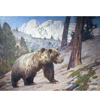 Silver Tip Grizzly Bear