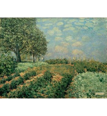 The Fields