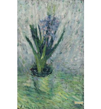 Hyacinth