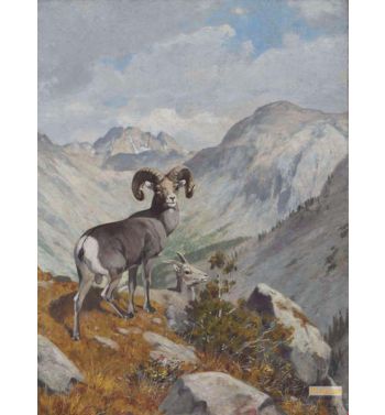 Mountain Goats 2