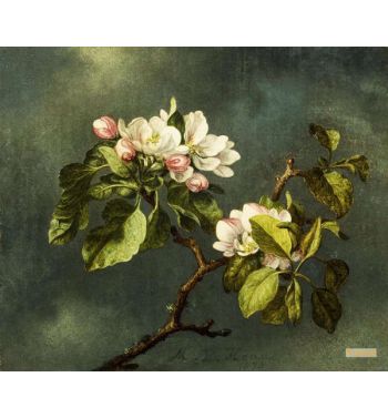 Apple Blossoms