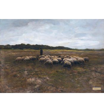 Shepherd With His Flock Of Sheep