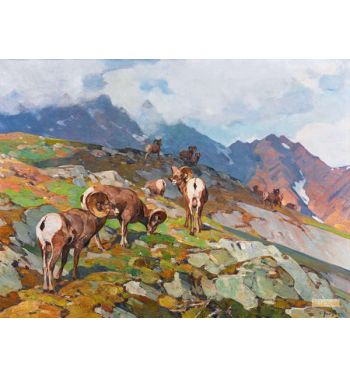 Big Horn Sheep