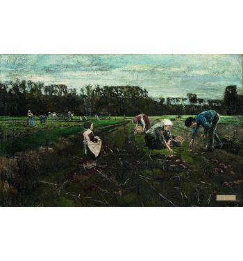 Potato Harvest
