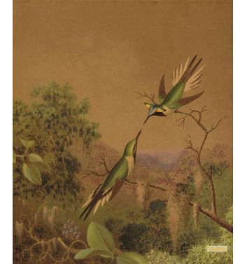 Brazlilian Hummingbirds Iv