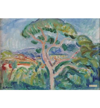 The Parasol Pine In The Campaign Of Aix En Provence