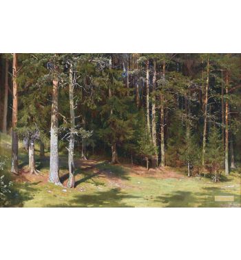 Forest Glade