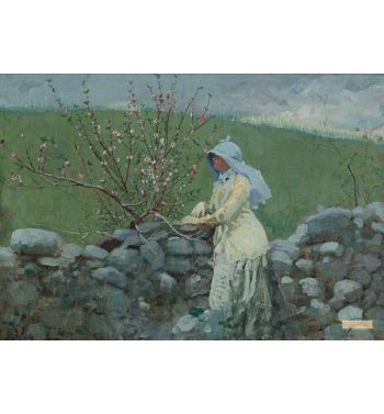 Peach Blossoms