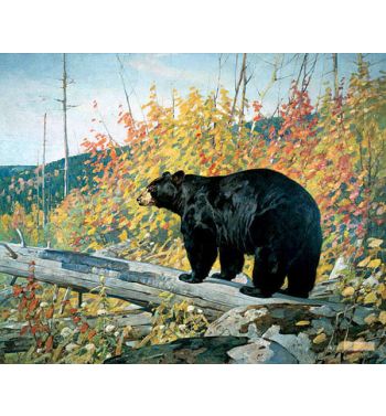 American Black Bear