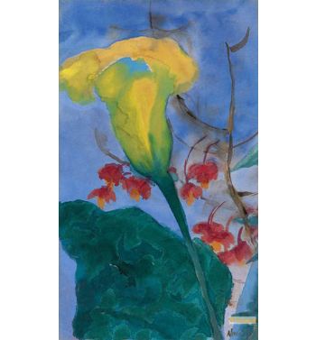 Yellow Callalilies