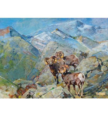 Big Horn Sheep 4