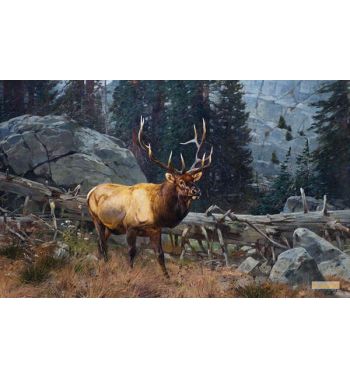 Bull Elk in the High Country