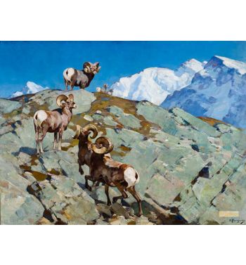 Alarmed Big Horn Rocky Mountain Sheep