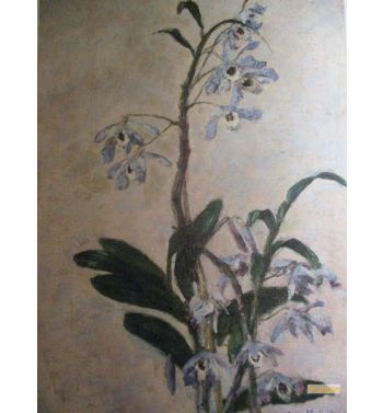 Orchids