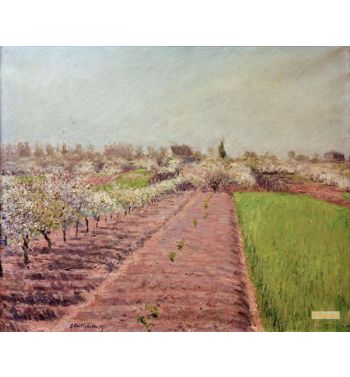 Apple Trees In Bloom Hillside Of Colombes
