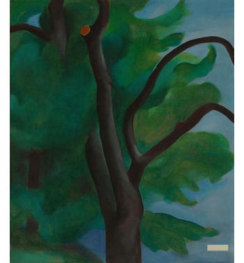 Tree With Cut Limb 1920