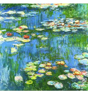 Water Lillies Sun