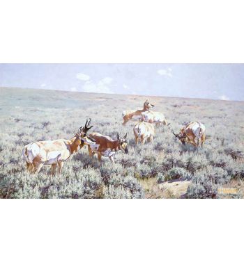 Wyoming Sage