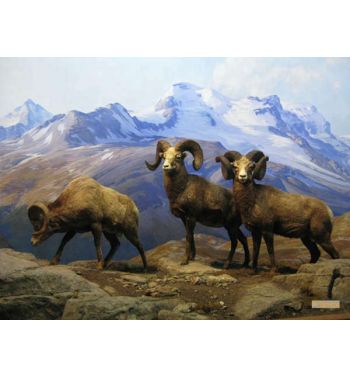 Sheep