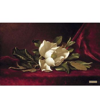 The Magnolia Blossom 1888