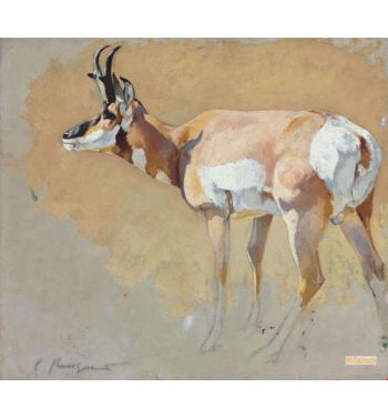 Study of An Antelope